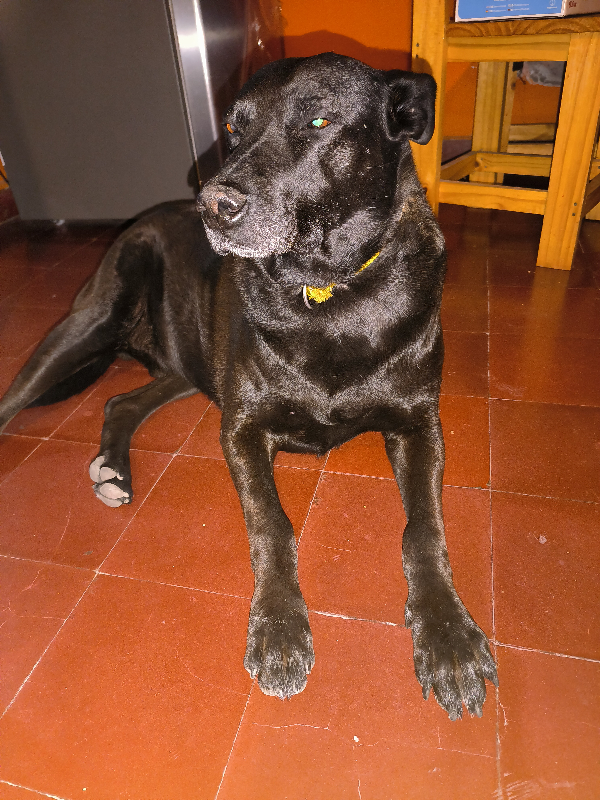 Foto de Negrito